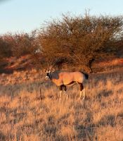 Pirschfahrt über das Gelände der Kalahari Lodge &ndash; &copy; Anne Fohlert (Eberhardt TRAVEL)