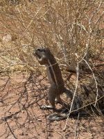 Twyfelfontein Felsenmalerein oder auch nicht :D &ndash; &copy; Anne Fohlert (Eberhardt TRAVEL)