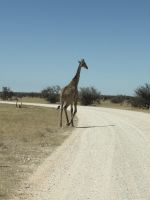 Giraffe am Straßenrand &ndash; &copy; Anne Fohlert (Eberhardt TRAVEL)