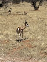 Etosha Nationalpark: Springbock &ndash; &copy; Anne Fohlert (Eberhardt TRAVEL)