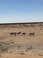 Etosha Nationalpark: Zebras &ndash; &copy; Anne Fohlert (Eberhardt TRAVEL)