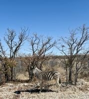 Etosha Nationalpark: Zebra &ndash; &copy; Anne Fohlert (Eberhardt TRAVEL)