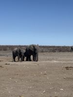 Etosha Nationalpark: Elefanten &ndash; &copy; Anne Fohlert (Eberhardt TRAVEL)