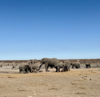  Etosha Nationalpark: noch mehr Elefanten &ndash; &copy; Anne Fohlert (Eberhardt TRAVEL)