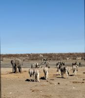 Etosha Nationalpark &ndash; &copy; Anne Fohlert (Eberhardt TRAVEL)