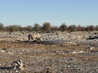 Etosha Nationalpark &ndash; &copy; Anne Fohlert (Eberhardt TRAVEL)