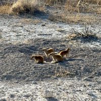 Etosha Nationalpark: Mangusten &ndash; &copy; Anne Fohlert (Eberhardt TRAVEL)