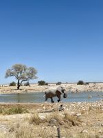 Etosha Nationalpark &ndash; &copy; Anne Fohlert (Eberhardt TRAVEL)