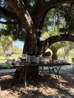 Kaffee und Tee unter dem Feigenbaum