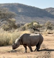 Pirschfahrt im Mount Etjo: Nashorn &ndash; &copy; Anne Fohlert (Eberhardt TRAVEL)