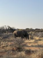 Pirschfahrt im Mount Etjo: Elefant &ndash; &copy; Anne Fohlert (Eberhardt TRAVEL)