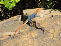 Windhoek - Felsen-Agame &ndash; &copy; Annette Weise (Eberhardt TRAVEL)