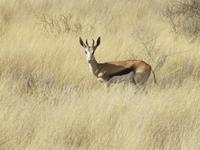 Springbock &ndash; &copy; Annette Weise (Eberhardt TRAVEL)
