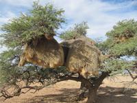Webervogelnest &ndash; &copy; Annette Weise (Eberhardt TRAVEL)