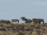 Steppenzebras &ndash; &copy; Annette Weise (Eberhardt TRAVEL)