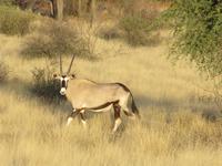 Oryx-Antilope &ndash; &copy; Annette Weise (Eberhardt TRAVEL)