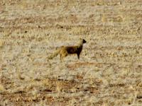 Fuchsmanguste &ndash; &copy; Annette Weise (Eberhardt TRAVEL)