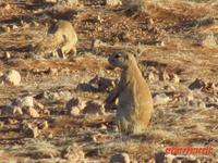 Erdhörnchen &ndash; &copy; Annette Weise (Eberhardt TRAVEL)