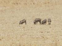Warzenschweine &ndash; &copy; Annette Weise (Eberhardt TRAVEL)
