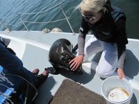 Eine junge Robbe besucht uns nochmals &ndash; &copy; Annette Weise (Eberhardt TRAVEL)