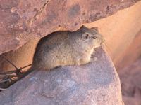 Maus in Twyfelfontein &ndash; &copy; Annette Weise (Eberhardt TRAVEL)