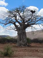 Riesenaffenbrotbaum &ndash; &copy; Annette Weise (Eberhardt TRAVEL)
