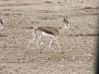 Etoscha-Park - Springbock &ndash; &copy; Annette Weise (Eberhardt TRAVEL)