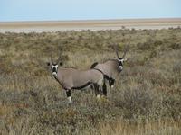 Etoscha-Park - Oryx-Antilopen &ndash; &copy; Annette Weise (Eberhardt TRAVEL)