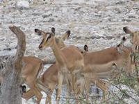 Etoscha-Park - Impalas &ndash; &copy; Annette Weise (Eberhardt TRAVEL)
