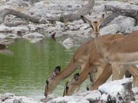 Etoscha-Park - Impalas &ndash; &copy; Annette Weise (Eberhardt TRAVEL)