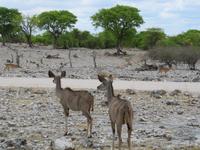 Etoscha-Park - Kudus &ndash; &copy; Annette Weise (Eberhardt TRAVEL)