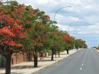 Otjiwarongo - Flammbäume &ndash; &copy; Annette Weise (Eberhardt TRAVEL)