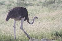 Vogelstrauß &ndash; &copy; Nicole Hickmann (Eberhardt TRAVEL)
