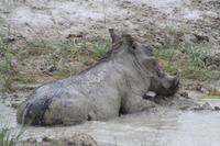 Warzenschwein &ndash; &copy; Nicole Hickmann (Eberhardt TRAVEL)
