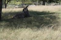 Elandantilope &ndash; &copy; Nicole Hickmann (Eberhardt TRAVEL)