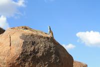 ein kleiner Gecco &ndash; &copy; Nicole Hickmann (Eberhardt TRAVEL)