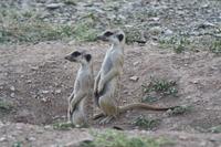 Scharrtiere &ndash; &copy; Nicole Hickmann (Eberhardt TRAVEL)