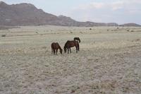 Wildpferde &ndash; &copy; Nicole Hickmann (Eberhardt TRAVEL)