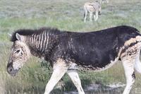 kein schwarzes Schaaf, sondern ein schwarzes Zebra &ndash; &copy; Nicole Hickmann (Eberhardt TRAVEL)