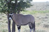 Oryx &ndash; &copy; Nicole Hickmann (Eberhardt TRAVEL)