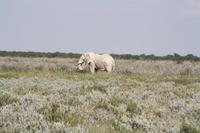 Elefant Nr. 1 &ndash; &copy; Nicole Hickmann (Eberhardt TRAVEL)