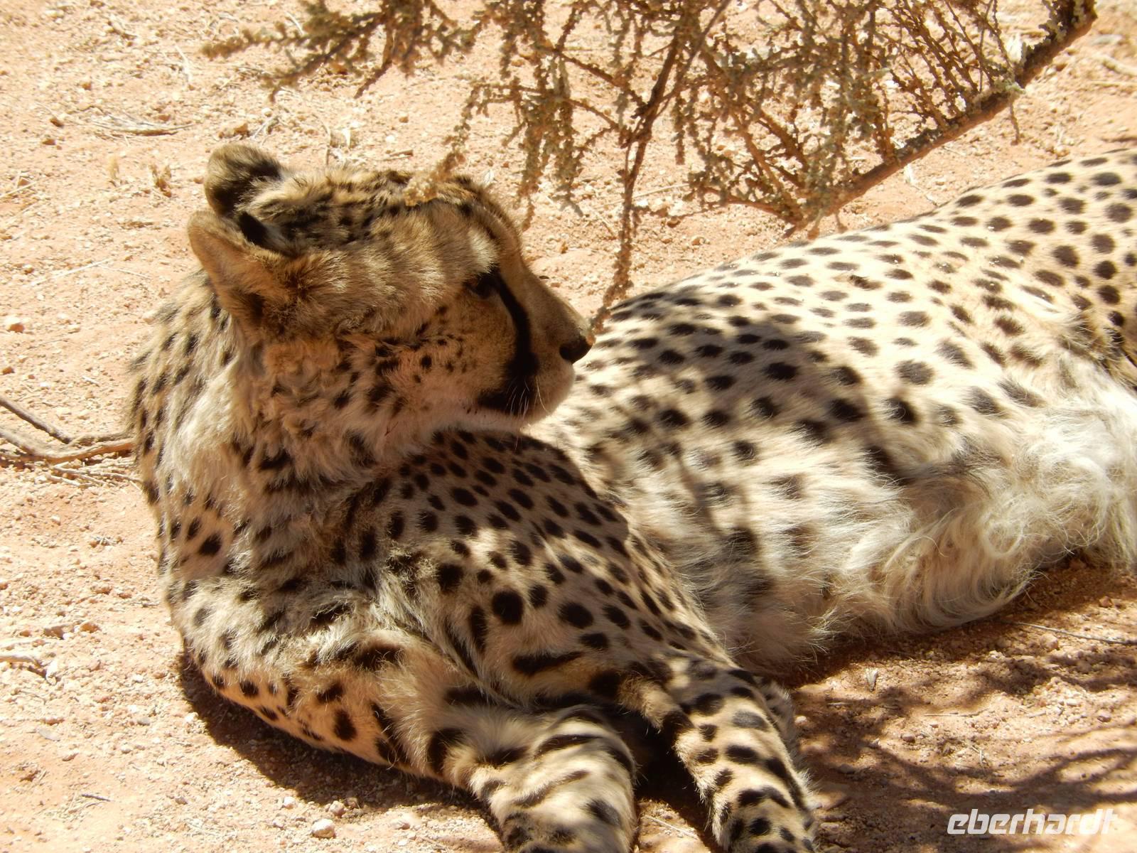 0393 Catwalk - Gepard &ndash; &copy; Patrick Fritzsche (Eberhardt TRAVEL)