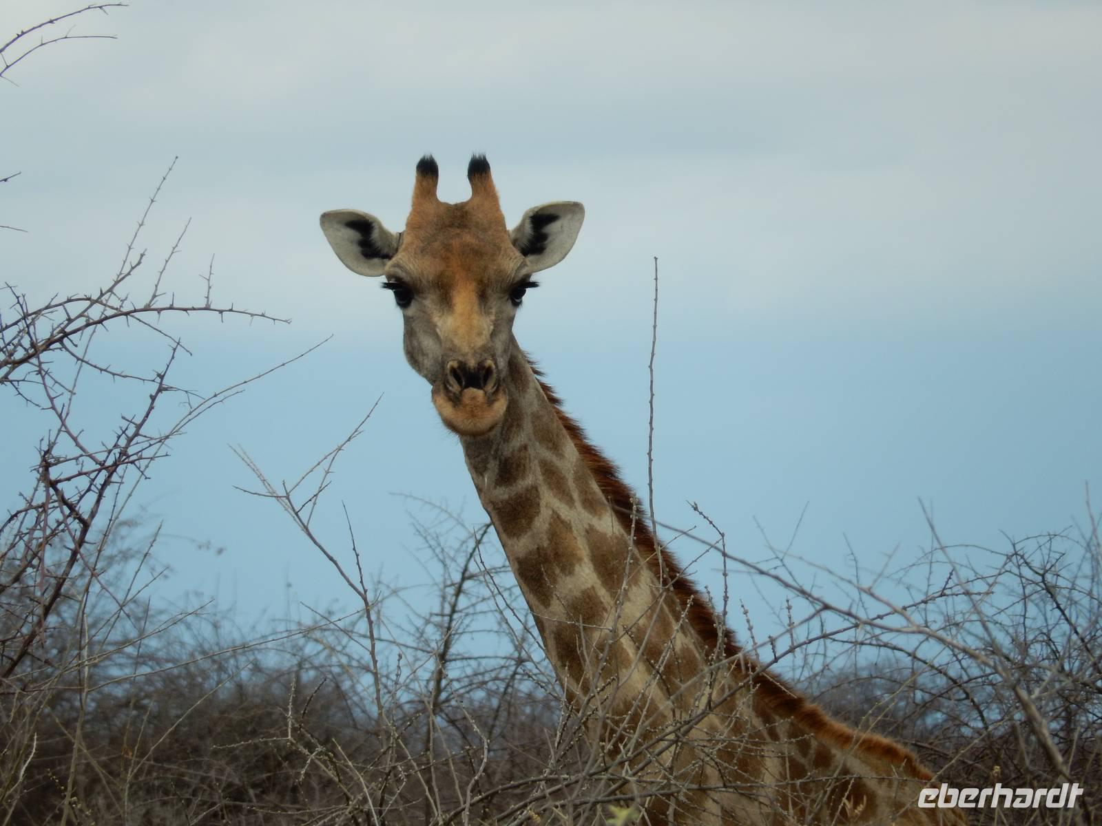 0898 Etosha-Nationalpark - Giraffe &ndash; &copy; Patrick Fritzsche (Eberhardt TRAVEL)