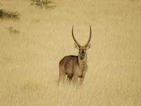 0056 Pirschfahrt in der Kalahari - Wasserbock &ndash; &copy; Patrick Fritzsche (Eberhardt TRAVEL)