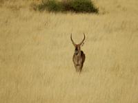 0058 Pirschfahrt in der Kalahari - Wasserbock &ndash; &copy; Patrick Fritzsche (Eberhardt TRAVEL)