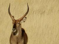 0059 Pirschfahrt in der Kalahari - Wasserbock &ndash; &copy; Patrick Fritzsche (Eberhardt TRAVEL)