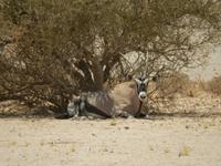0172 Oryx-Antilope &ndash; &copy; Patrick Fritzsche (Eberhardt TRAVEL)