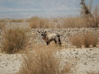 0173 Oryx-Antilope &ndash; &copy; Patrick Fritzsche (Eberhardt TRAVEL)