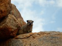 0205 Klippschliefer &ndash; &copy; Patrick Fritzsche (Eberhardt TRAVEL)