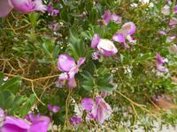 0255 Flora Namibias &ndash; &copy; Patrick Fritzsche (Eberhardt TRAVEL)